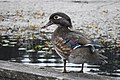 A female at Yellow Lake in Washington state