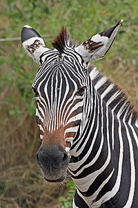 Zebra, by Muhammad Mahdi Karim