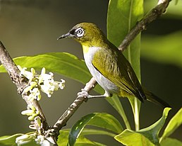 Окулярник темноголовий (Zosterops atricapilla)