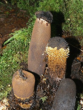 Rhopalocnemis phalloides