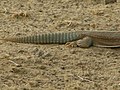 Close up of rear half - note the blue-grey spiny tail and toes on the foot.