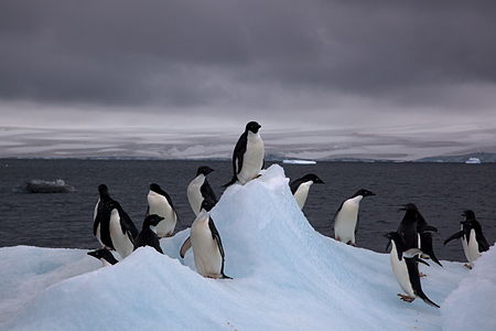 Adélie penguins, by Jason Auch