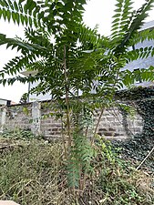 Tree-of-heaven (Ailanthus)