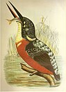 Blyth's kingfisher
