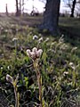 Antennaria howellii