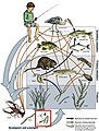 Image 19Example of a river food web. Bacteria can be seen in the red box at the bottom. Bacteria (and other decomposers, like worms) decompose and recycle nutrients back to the habitat, which is shown by the light blue arrows. Without bacteria, the rest of the food web would starve, because there would not be enough nutrients for the animals higher up in the food web. The dark orange arrows show how some animals consume others in the food web. For example, lobsters may be eaten by humans. The dark blue arrows represent one complete food chain, beginning with the consumption of algae by the water flea, Daphnia, which is consumed by a small fish, which is consumed by a larger fish, which is at the end consumed by the great blue heron. (from River ecosystem)