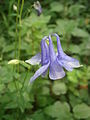 Aquilegia vulgaris close-up