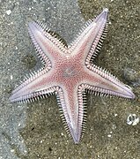 Astropecten verrilli