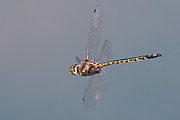 In flight