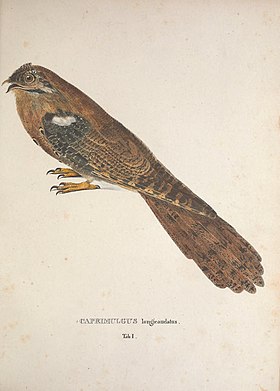 Desenho do urutau-pardo no Avium species novae, quas in itinere per Brasiliam de Johann Baptist von Spix