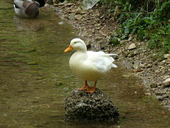 Baby duck at Vrelo Bosne