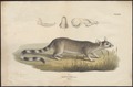 Bassaris astuta print from Iconographia Zoologica (1700–1880)