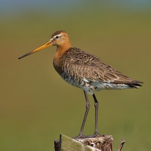 Black-tailed godwit, by Andreas Trepte
