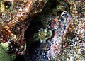 Blenny in Kona, Hawaii