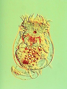 Brachionus calyciflorus