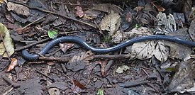 Чёрная червяга (Caecilia nigricans)