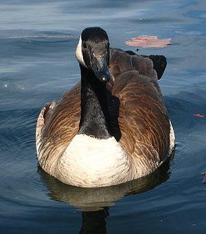 캐나다기러기(Canada Goose )