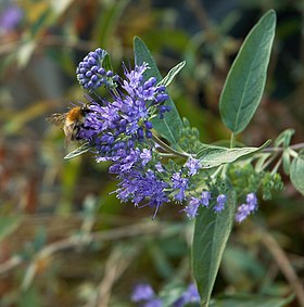 Caryopteris clandonensis