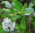 Ceanothus thyrsiflorus