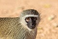 Adult male vervet monkey in South Africa