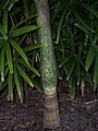 "Watermelon" colored crownshaft and trunk with distinct leaf scar rings