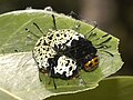 Lagarta de C. rhipheus, sobre uma folha de Omphalea oppositifolia.