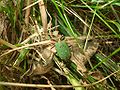 Cicindela campestris campestris