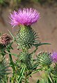 Бодяк обыкновенный (Cirsium vulgare)