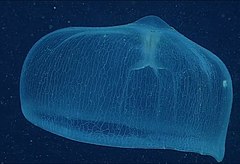 Description de l'image Cnido deepstaria jellyfish.jpg.