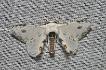 a moth with white wings that have brown splotches on them, as well as a brown abdomen