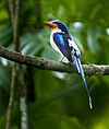 Common paradise kingfisher