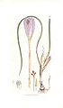 Hand coloured plate Crocus nudfloris by James Sowerby