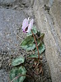 Cyclamen hederifolium seedling along a wall