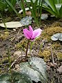 Cyclamen pseudibericum flowering