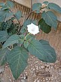 25 juillet 2013 Datura inoxia