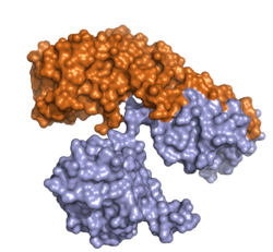 Diphtherietoxin (Corynephage β)