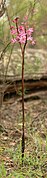 Dipodium punctatum portrait