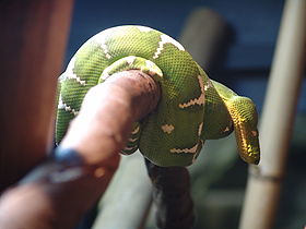 Araramboia no Serpentário de Wilmington, no Estados Unidos