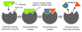 "Substrat (kemi)" och "rotfrukter".