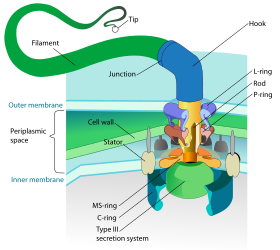 Flagellum