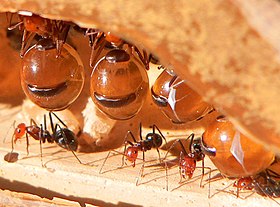 Formigas-pote-de-mel no teto de um formigueiro.