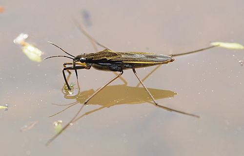 Gerridae