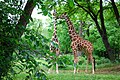 Giraffes (Giraffa camelopardalis reticulata)