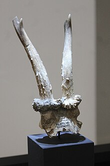 Deer antlers with portion of attached skull