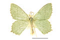 Museum specimen