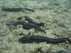 Holothuria leucospilota (Holothuroidea, Ile de la Réunion)