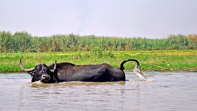 Water buffalo in Ahwar of Southern Iraq قالب:Photo