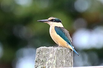 Sacred kingfisher