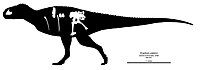 Skeletal diagram of Kryptops palaios