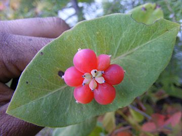 Close-up of the fruits